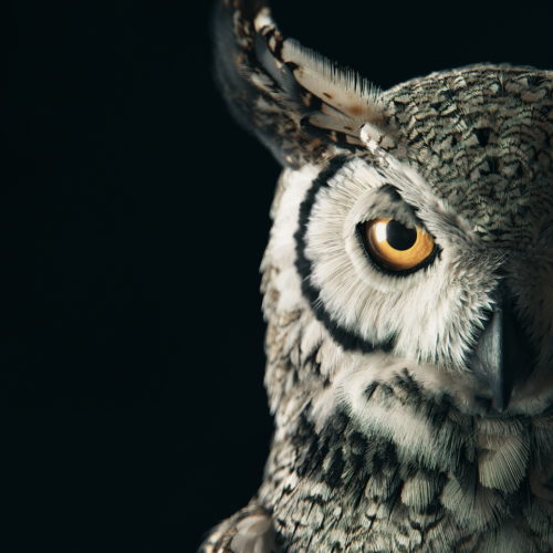 "Subarctic Great Horned Owl: look into the depths" - Yuriy Dulich